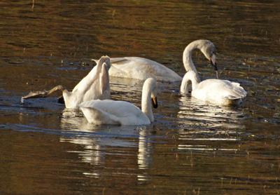 Whooper Swan Family - Western Isles